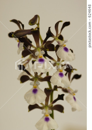 April birth month orchid 624648
