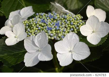 White hydrangea White hydrangea 624783