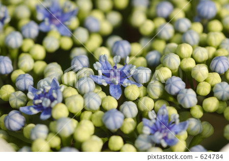 Small flowers of hydrangea 624784