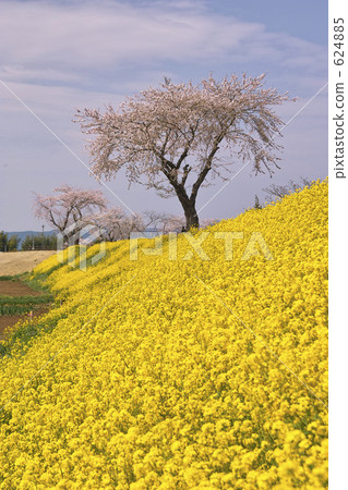 北上河的櫻花 624885