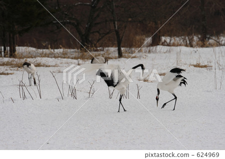 丹頂鶴 624969