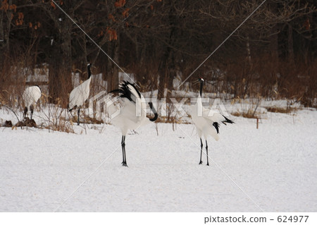 丹頂鶴 624977
