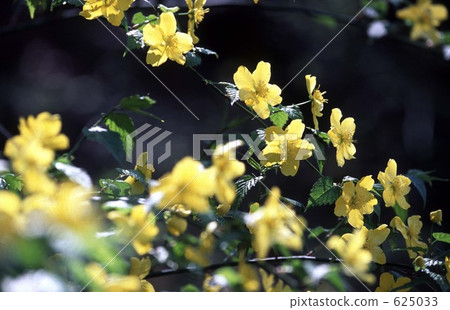 山吹 山吹 625033