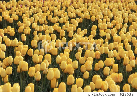 黃色提示 黃色提示 625035