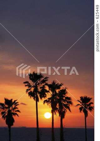 sunset, coconut palm, sunsets 625449
