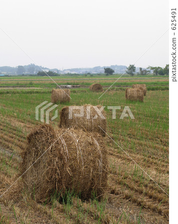 Rice Warralor 625491