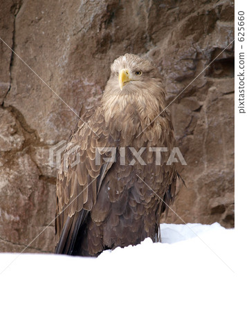 在Asahiyama動物園的Steller的海鷹 625660