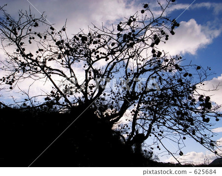 Persimmon tree Persimmon tree 625684