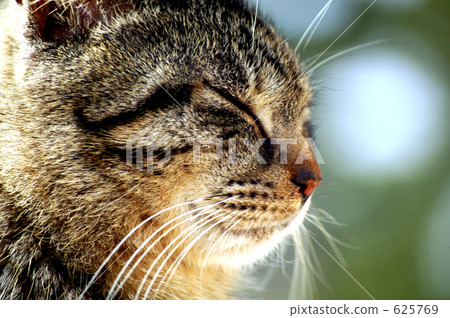 昏昏欲睡的流浪貓(木瓜) 昏昏欲睡的流浪貓(木瓜) 625769