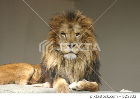 Tatami lion Tatami lion 625832