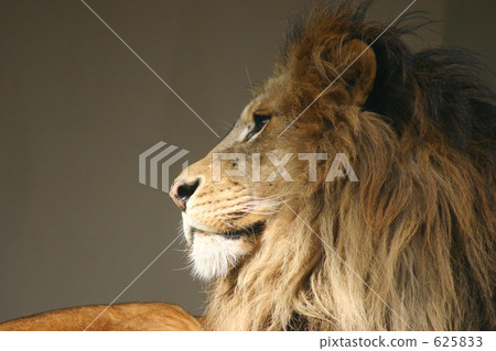 The profile of a lion The profile of a lion 625833