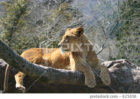 Lion on the tree 625836