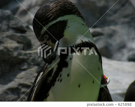 'Zoorasia's Penguin' 625898