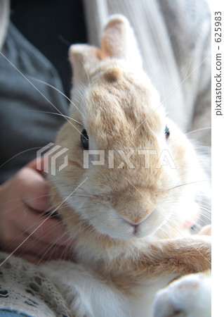 A woman with a rabbit 625983