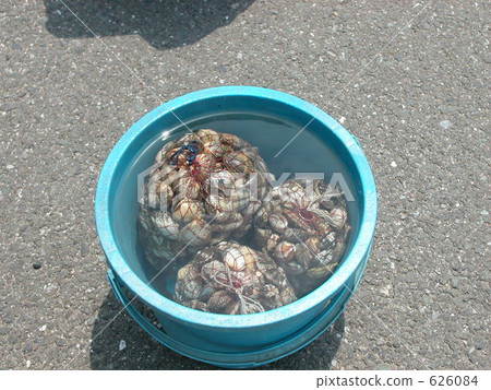 Seashell harvest 626084