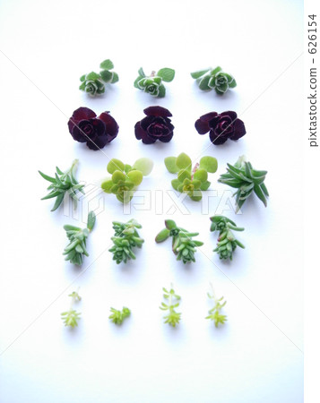 景天 景天 626154