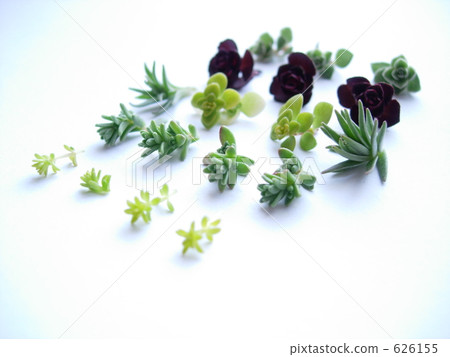 景天 景天 626155