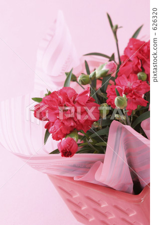 康乃馨 康乃馨 626320