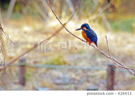 翠鳥 翠鳥 626413