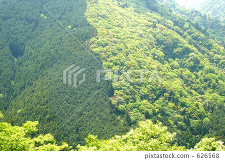 Fresh green 626568
