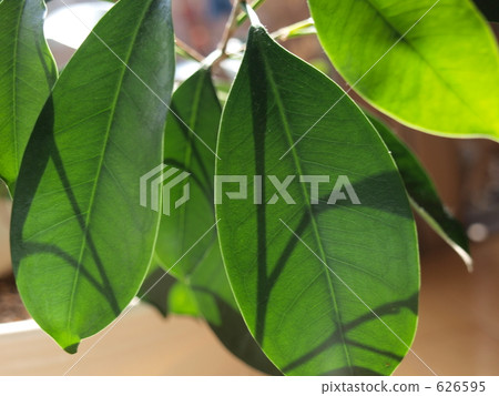 綠色窗簾的陰影圖片 626595