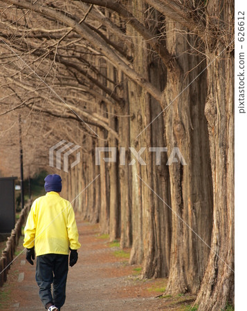 沿著一排紅杉樹行走 626612