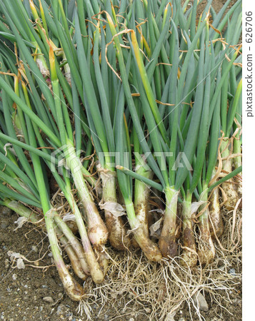 Take off soil and take off onions 626706