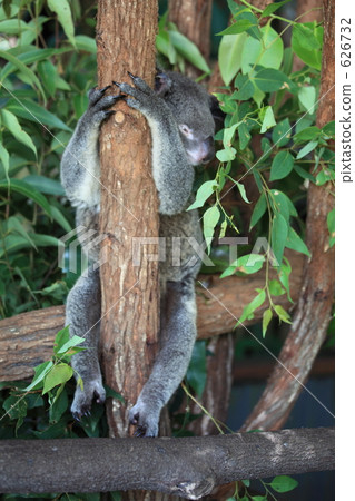 考拉 有壓力的 壓力 626732