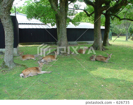 鹿家庭 鹿家庭 626735