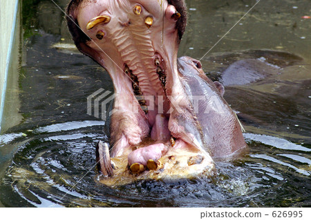 Yawn of hippopotamus Yawn of hippopotamus 626995
