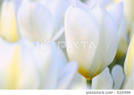 Tulip IX Tulip IX 626996