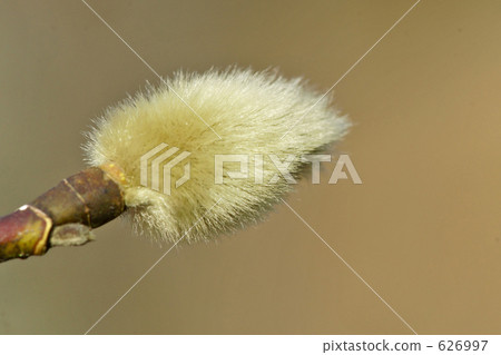 Kobushi's winter bud Kobushi's winter bud 626997