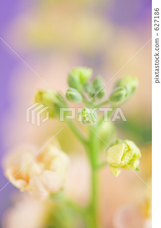 Stock flowers Stock flowers 627186