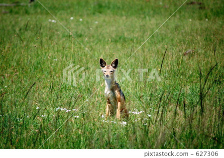 savannah, kenya, jackal 627306