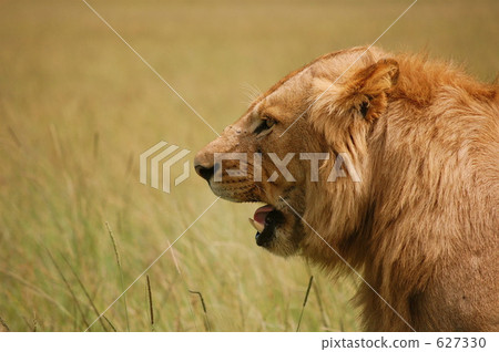 kenya, savannah, lion 627330