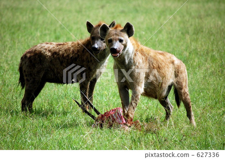熱帶大草原 薩凡納 肯尼亞 627336