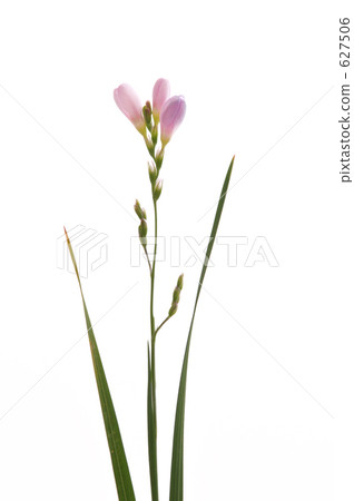 Ixia 627506