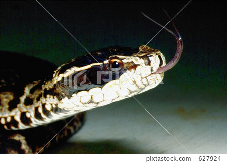 Face viper 627924