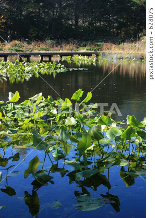 Autumn Wet Garden 628075