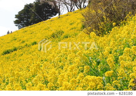 Rape blossoms blooming on the slope Rape blossoms blooming on the slope 628180