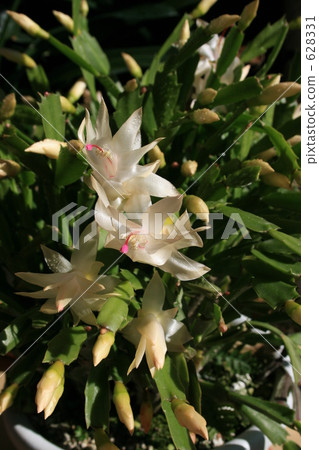 White bamboo white White bamboo white 628331