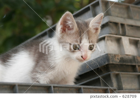 Kitten's stall Kitten's stall 628709