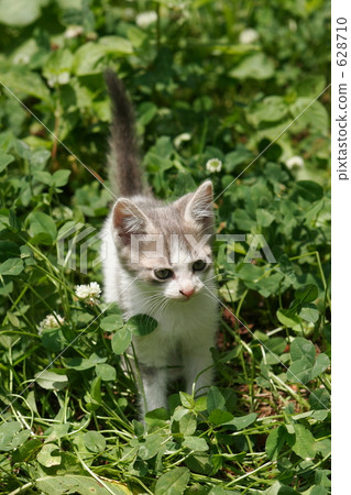 Kitten's stall Kitten's stall 628710