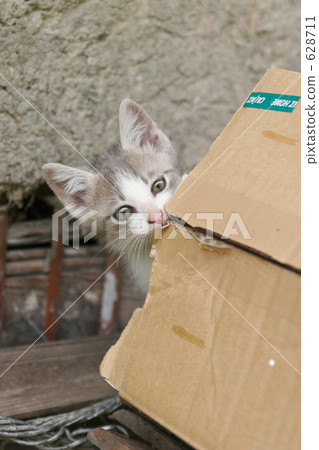 Family parent and child cat Family parent and child cat 628711