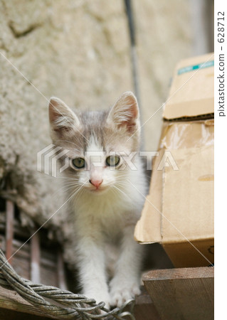 Family parent and child cat Family parent and child cat 628712