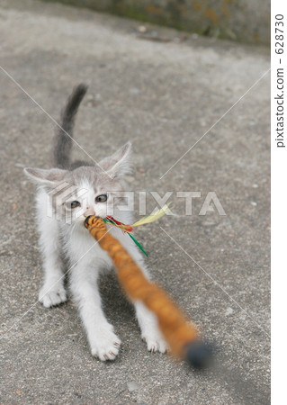 Family parent and child cat 628730