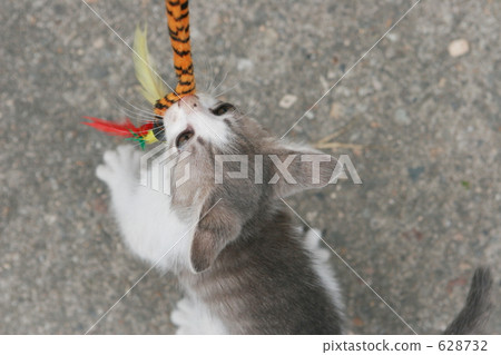 Family parent and child cat 628732