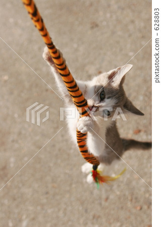 Family parent and child cat 628803