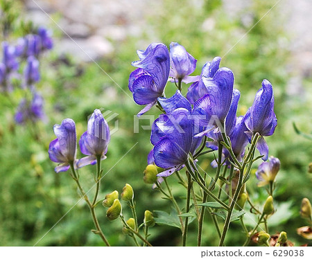 烏頭 野草 上高地 629038