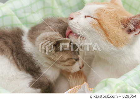 Family parent and child cat Family parent and child cat 629054